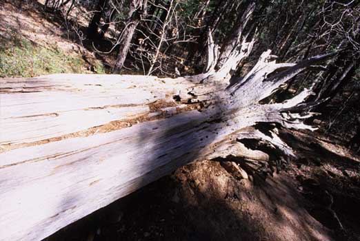 fine_art_photography_images_sedona_s_file_7.1